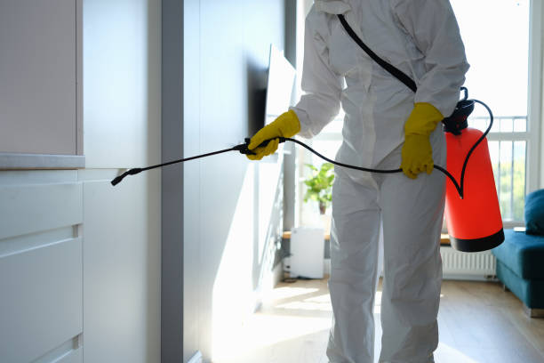 Best Black Mold Remediation in Damascus, OR