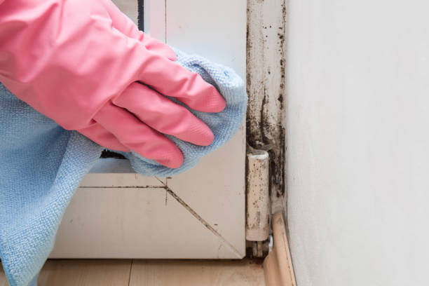 Best White Mold Remediation in Damascus, OR