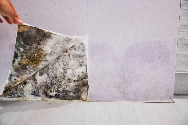Best Mold Remediation for Specific Building Types in Damascus, OR